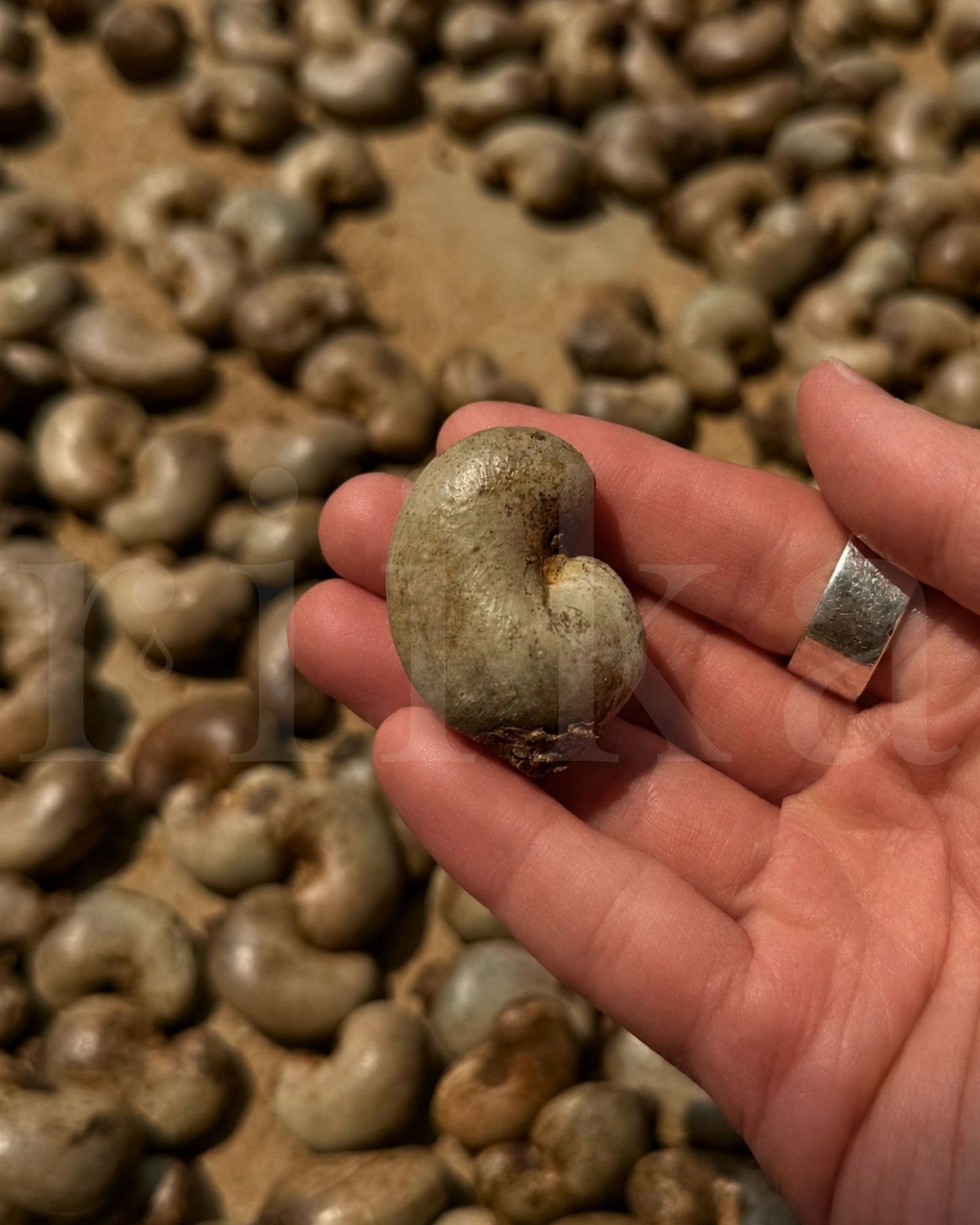 天匠腰果｜Mastercrafted Cashew<br>精品腰果
